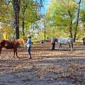 Herbstlicher Bodenarbeitskurs